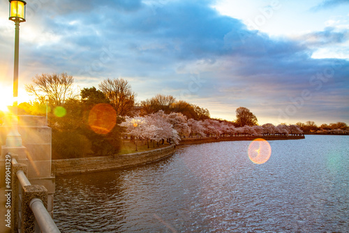 Tidal Basin During Cherry Blossom