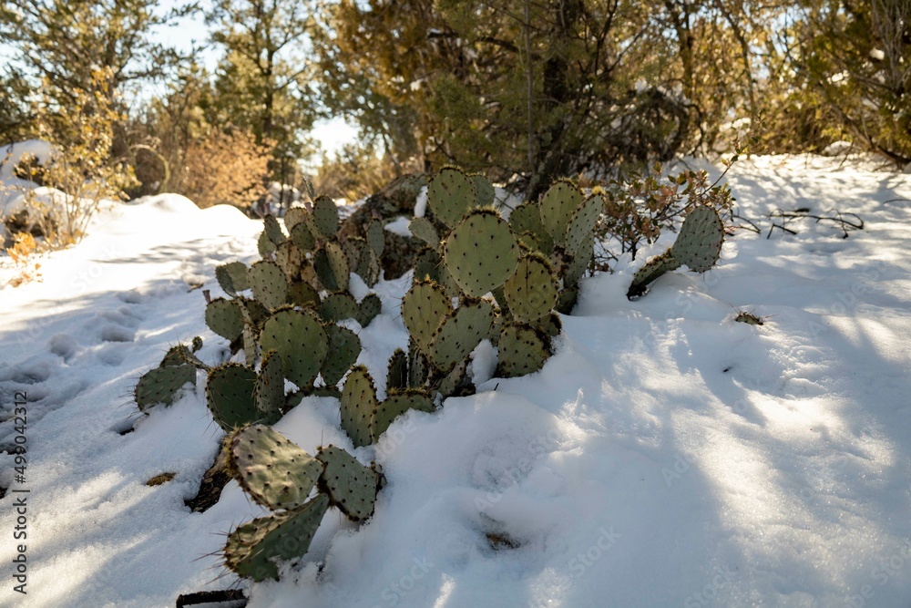 Fotografie Prickly Pear Cactus in the snow