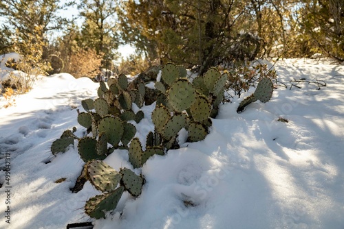 Prickly Pear Cactus in the snow
