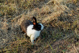 A natural brown hare that hides in the grass.  Summer warm day.  the Easter Bunny. Spring.