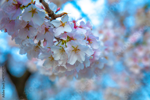 Cherry Blossoms in Washington, D.C.