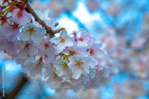 Cherry Blossoms in Washington, D.C.