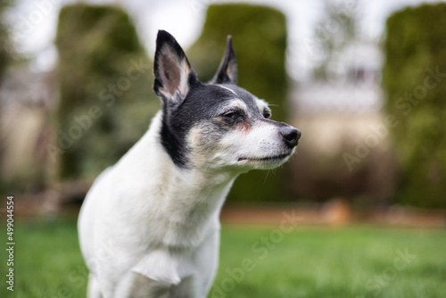 Adorable Toy Fox Terrier Dog playing on grass outside. © edb3_16