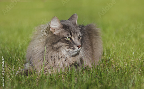 Shaggy cat relaxing in the grass