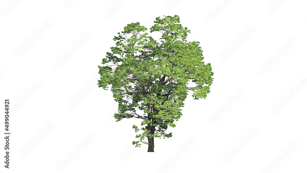 Fototapeta premium High Quality 3D Green Trees Isolated on white background , Use for visualization in architectural design