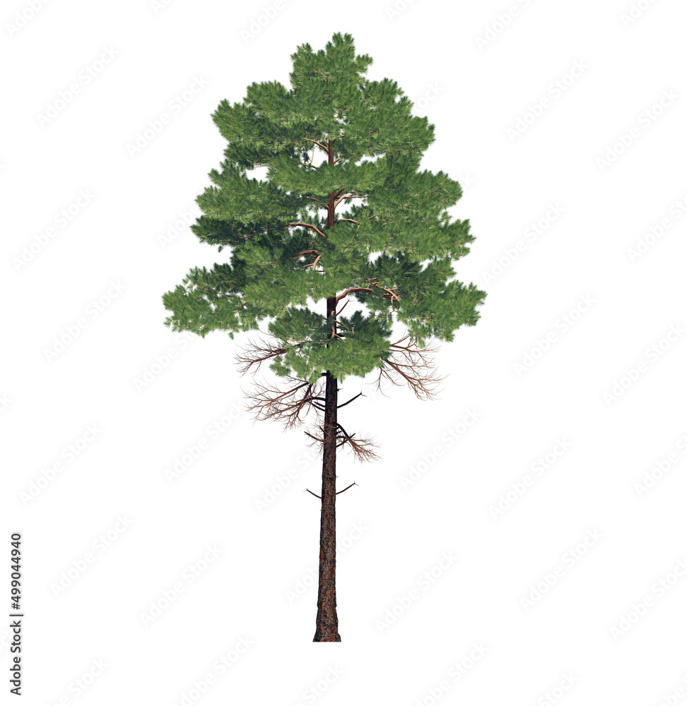 High Quality 3D Green Trees Isolated on white background , Use for visualization in architectural design High Quality 3D Green Trees Isolated on white background , Use for visualization in architectural design