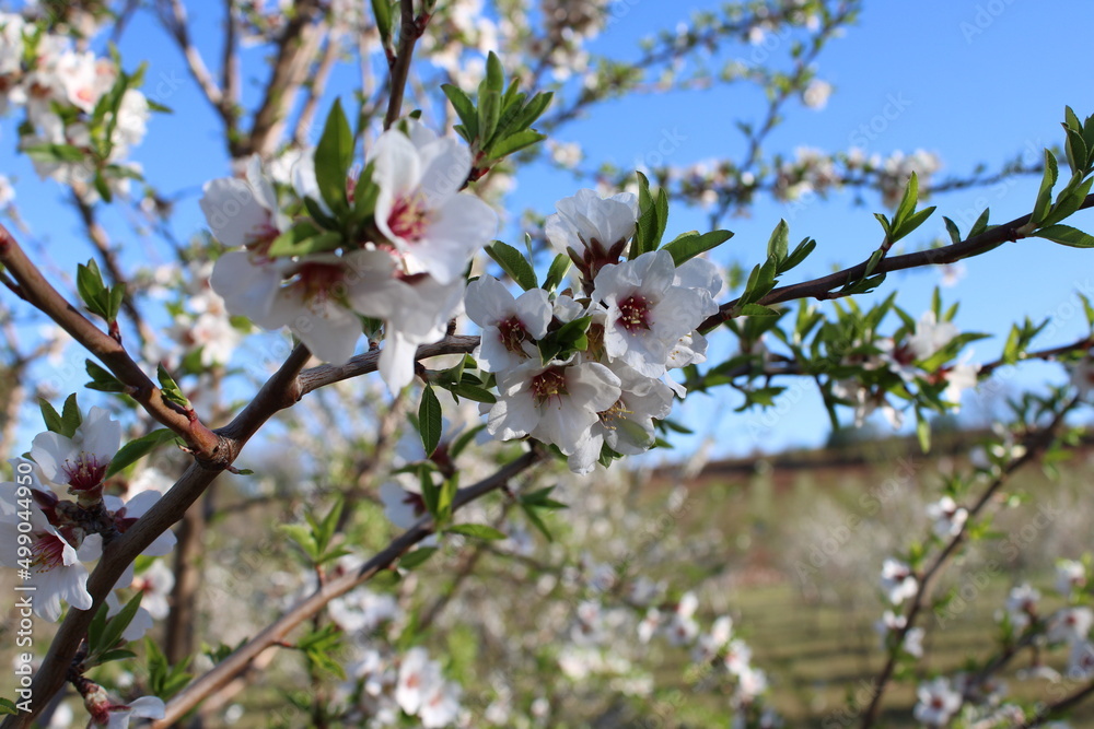 Beautiful white almond blossom in spring, the background blue sky