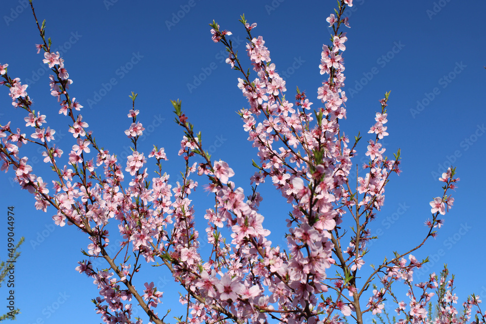 Beautiful pink peach blossom in spring, the background blue sky Beautiful pink peach blossom in spring, the background blue sky