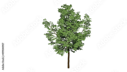 High Quality 3D Green Trees Isolated on white background , Use for visualization in architectural design