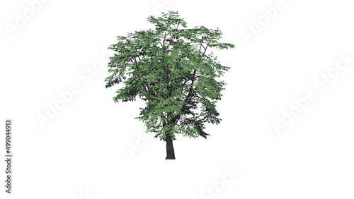 High Quality 3D Green Trees Isolated on white background   Use for visualization in architectural design