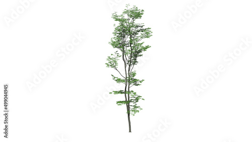 High Quality 3D Green Trees Isolated on white background , Use for visualization in architectural design