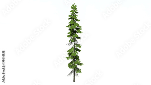 High Quality 3D Green Trees Isolated on white background , Use for visualization in architectural design