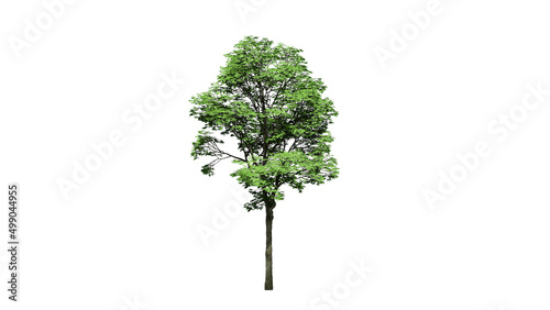 High Quality 3D Green Trees Isolated on white background   Use for visualization in architectural design