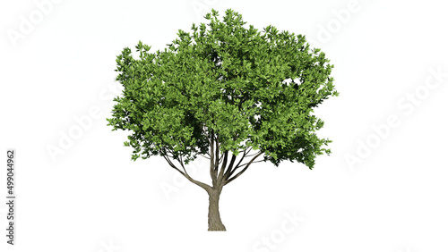 High Quality 3D Green Trees Isolated on white background   Use for visualization in architectural design
