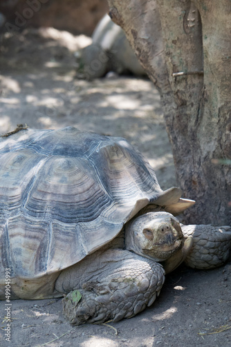 Adult African spurred tortoise resting © YoDash
