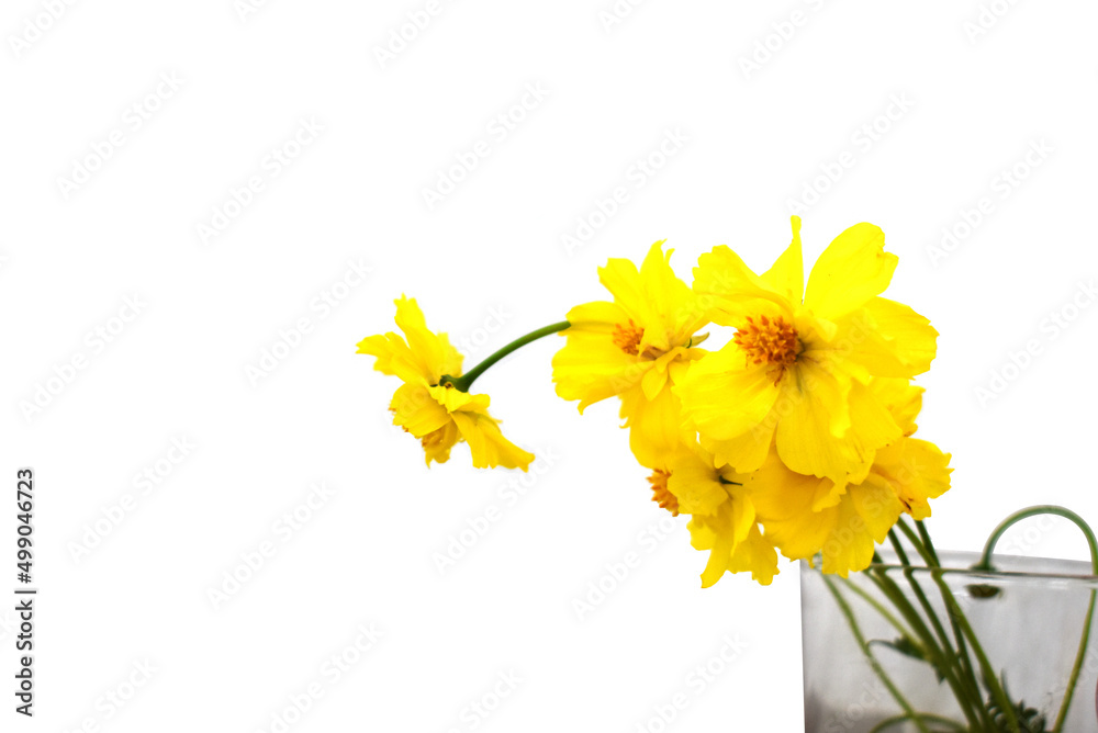 daffodils in a vase