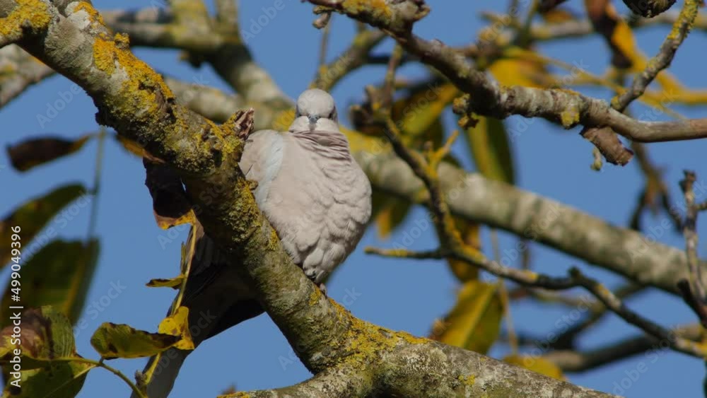 Eurasian Collared Dove. Blue sky - 4K Eurasian Collared Dove. Blue sky - 4K