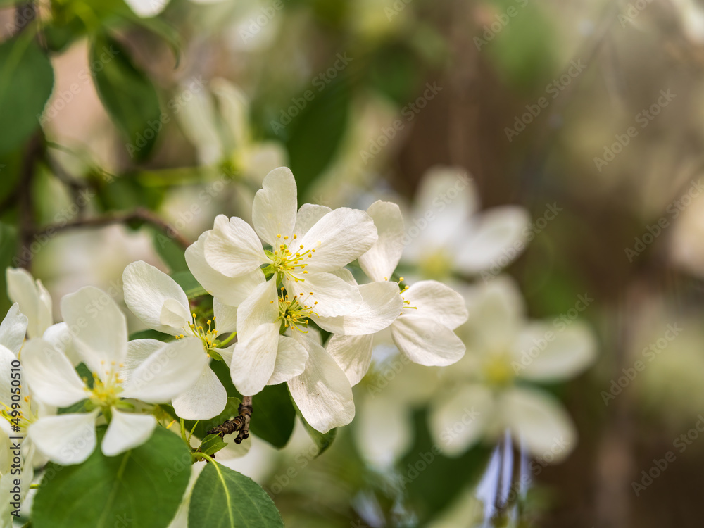 White blossoming apple trees. White apple tree flowers