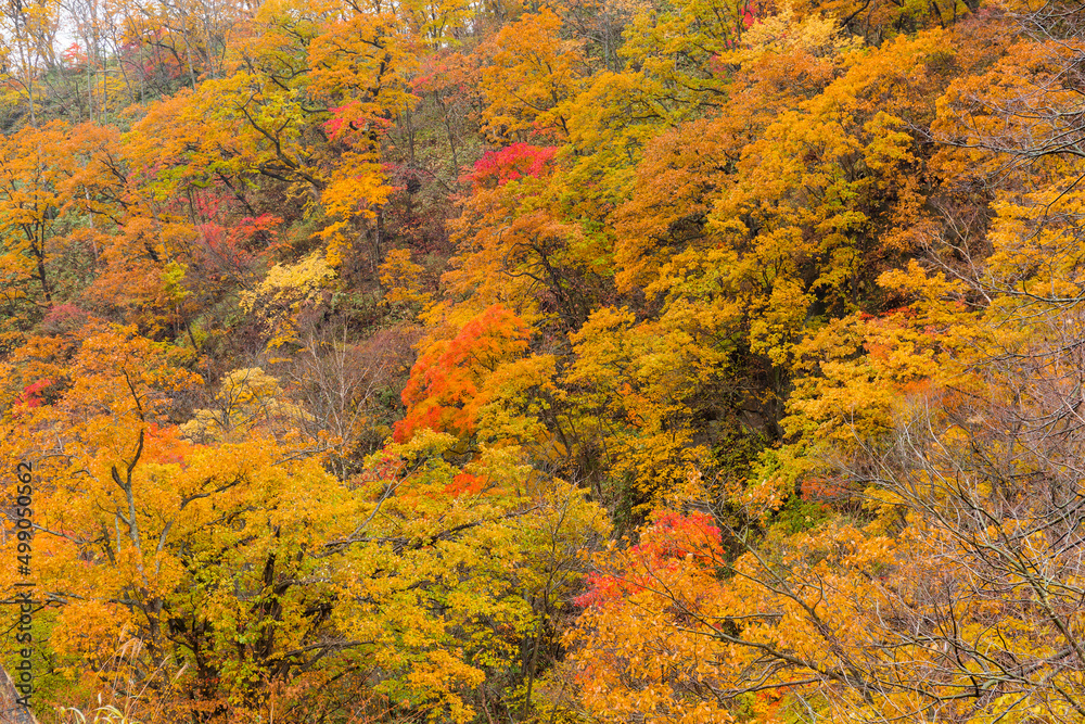 Mountain forest in autumn season with colorful plant tree