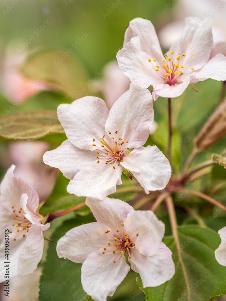 Fresh pink flowers of a blossoming apple tree with blured background Fresh pink flowers of a blossoming apple tree with blured background