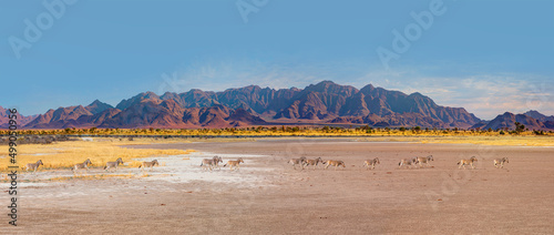Obraz na plátně Amazing Zebras running across the African savannah - Etosha National Park, Namib