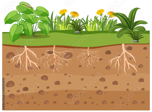 Scientific education of plant and its root