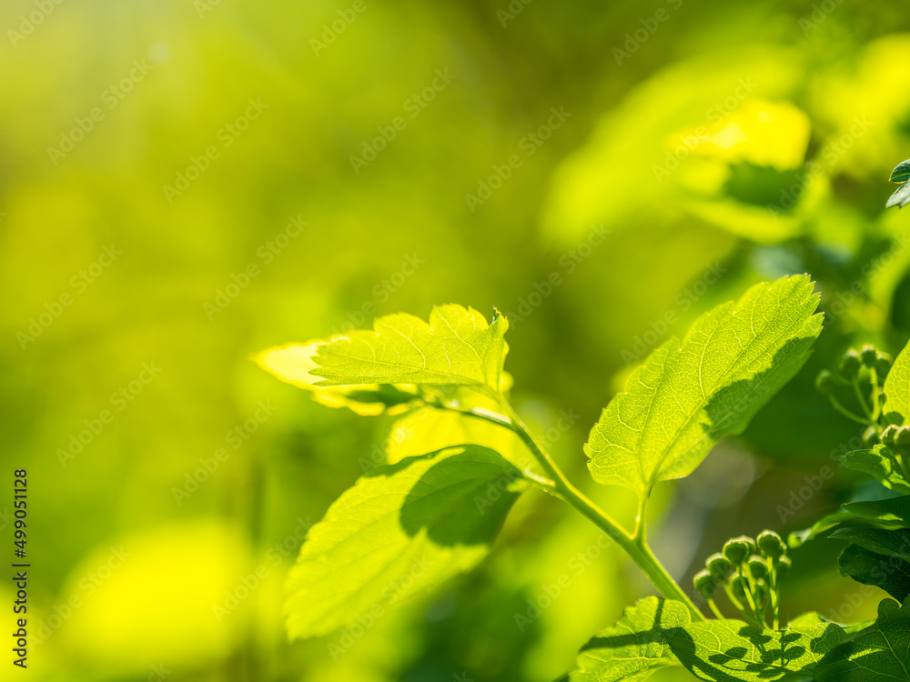 Green bushes with young leaves in the sunset Green bushes with young leaves in the sunset