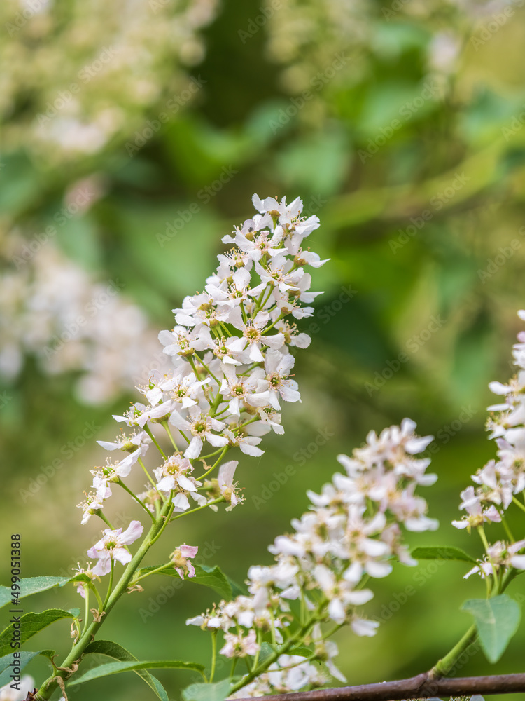 White flowers blooming bird cherry. Close-up of a Flowering Prunus padus Tree with White Little Blossoms White flowers blooming bird cherry. Close-up of a Flowering Prunus padus Tree with White Little Blossoms