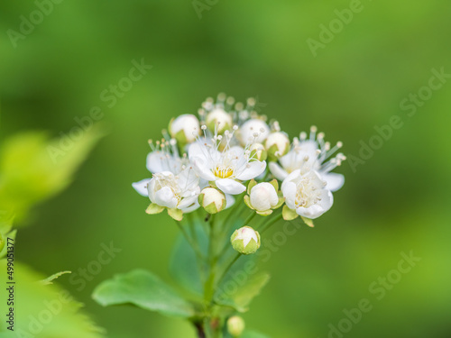 Spiraea chamaedryfolia or germander meadowsweet or elm-leaved spirea white flowers with green background.