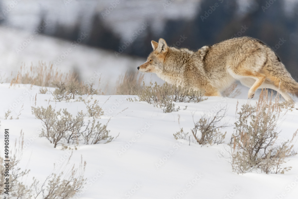 Furry Yellowstone National park Coyote in the snow Furry Yellowstone National park Coyote in the snow