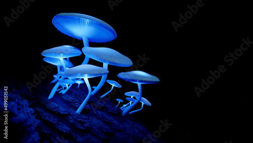 bioluminescent mushrooms photo