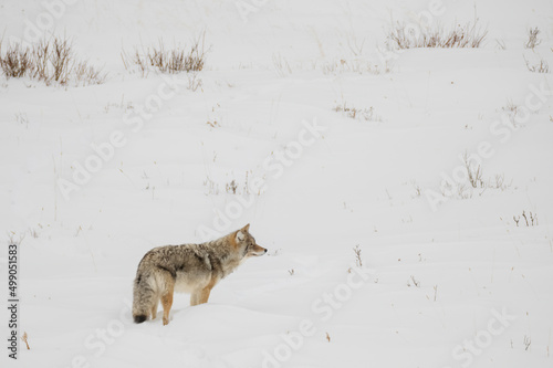 Furry Yellowstone National park Coyote in the snow