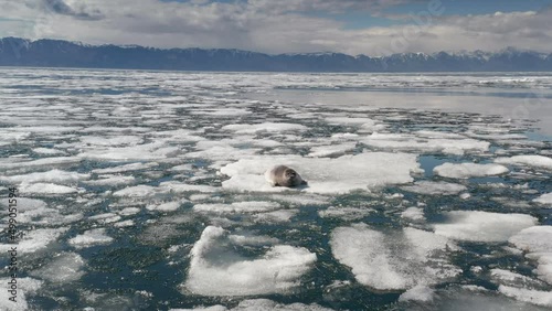 Baikal seal lies on hummock of ice in water in spring time, aerial shoot photo