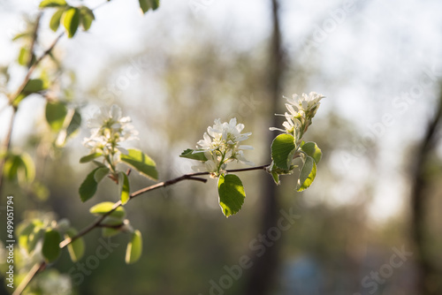 A branch with white flowers is illuminated by sunlight beautifully
