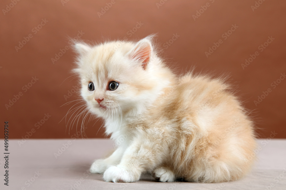 Fluffy red kitten on a brown background.