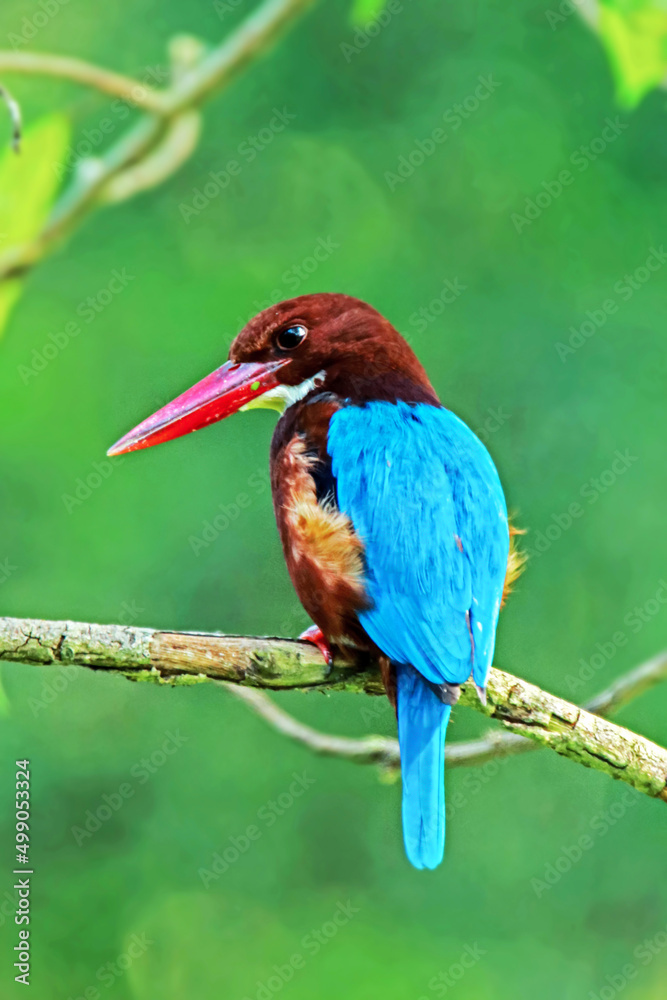 Obraz premium The White-throated Kingfisher on a branch