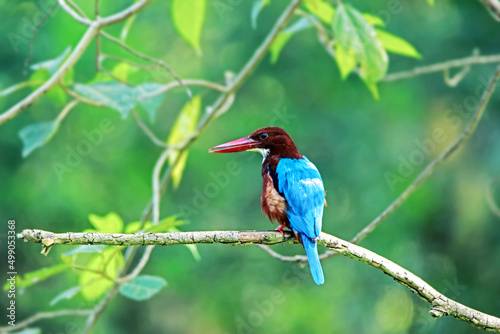 The White-throated Kingfisher on a branch photo