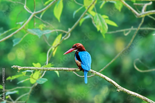 The White-throated Kingfisher on a branch