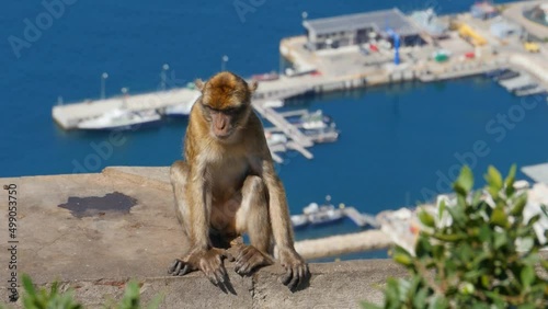 Barbary ape on the rock of Gibraltar