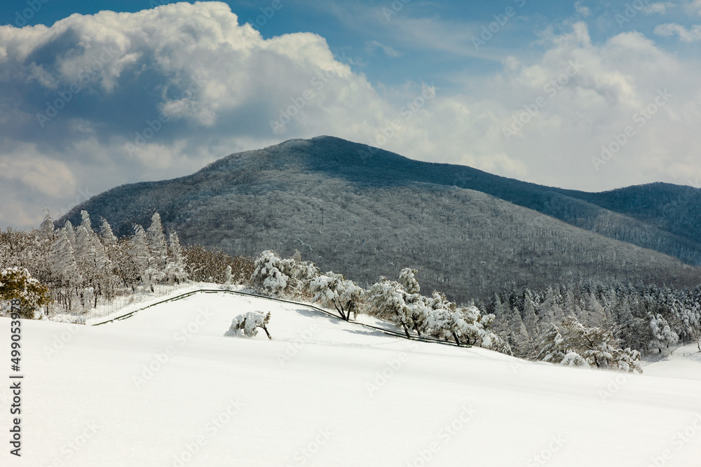 Beautiful winter mountain, snow scene (Daegwallyeong, Gangwon-do, South Korea) Beautiful winter mountain, snow scene (Daegwallyeong, Gangwon-do, South Korea)