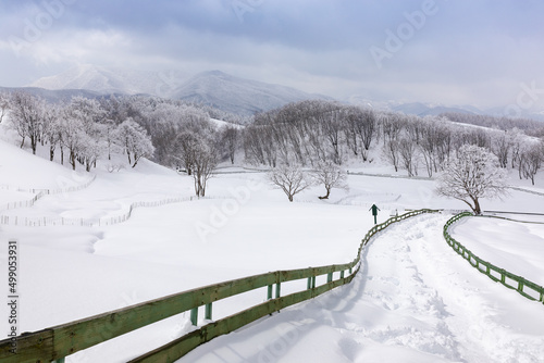 Beautiful winter mountain snow scene, snow-covered road and wooden fence (Daegwallyeong, Gangwon-do, South Korea)