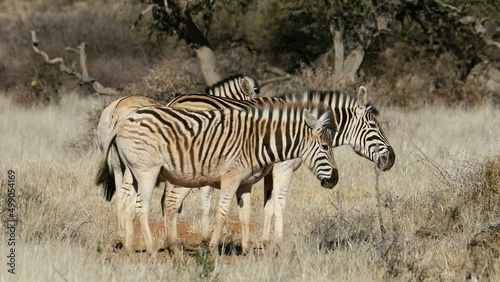 Plains zebras (Equus burchelli) in natural habitat, Mokala National Park, South Africa