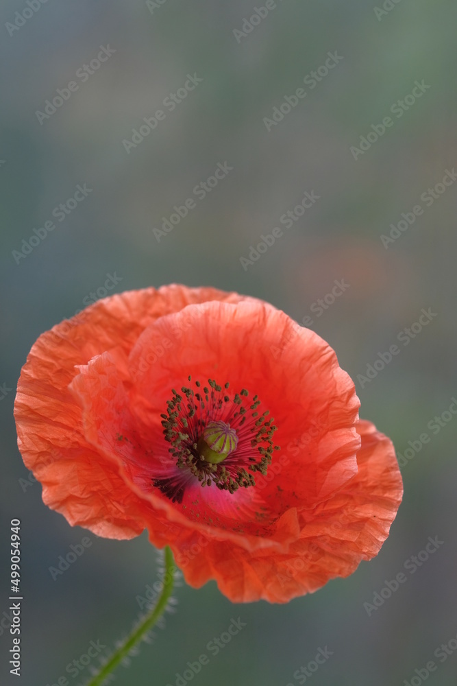 Red poppy photographed in a summer park. Red poppy photographed in a summer park.