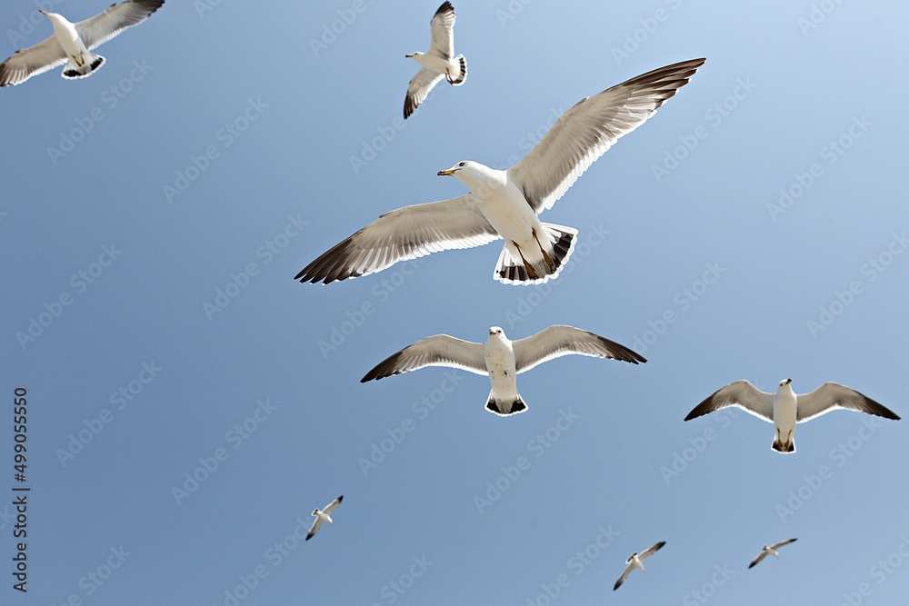 Obraz premium 한국에사는바다갈매기입니다