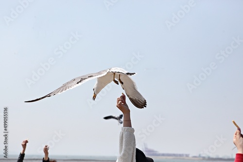 한국에사는바다갈매기입니다 photo