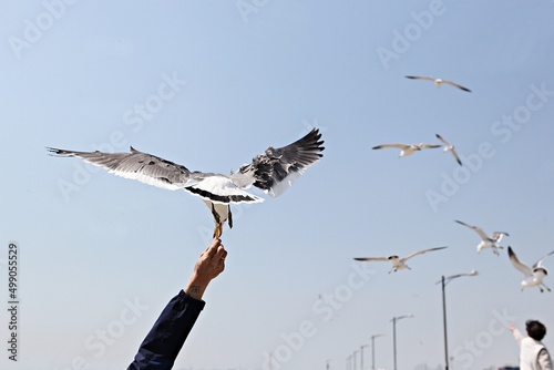 한국에사는바다갈매기입니다 photo