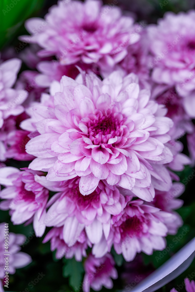 Big blooming purple chrysanthemums for sale in the flower market Big blooming purple chrysanthemums for sale in the flower market