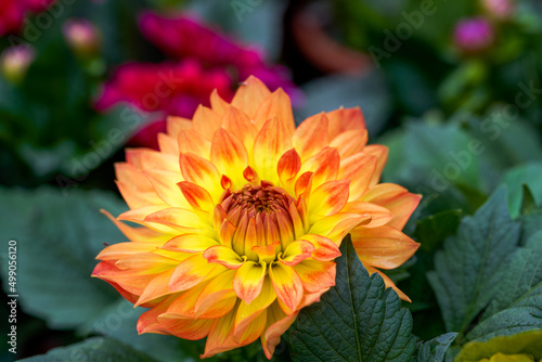 Bright blooming orange dahlias for sale in flower market