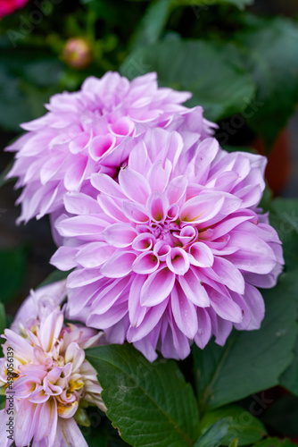 Big blooming purple chrysanthemums for sale in the flower market