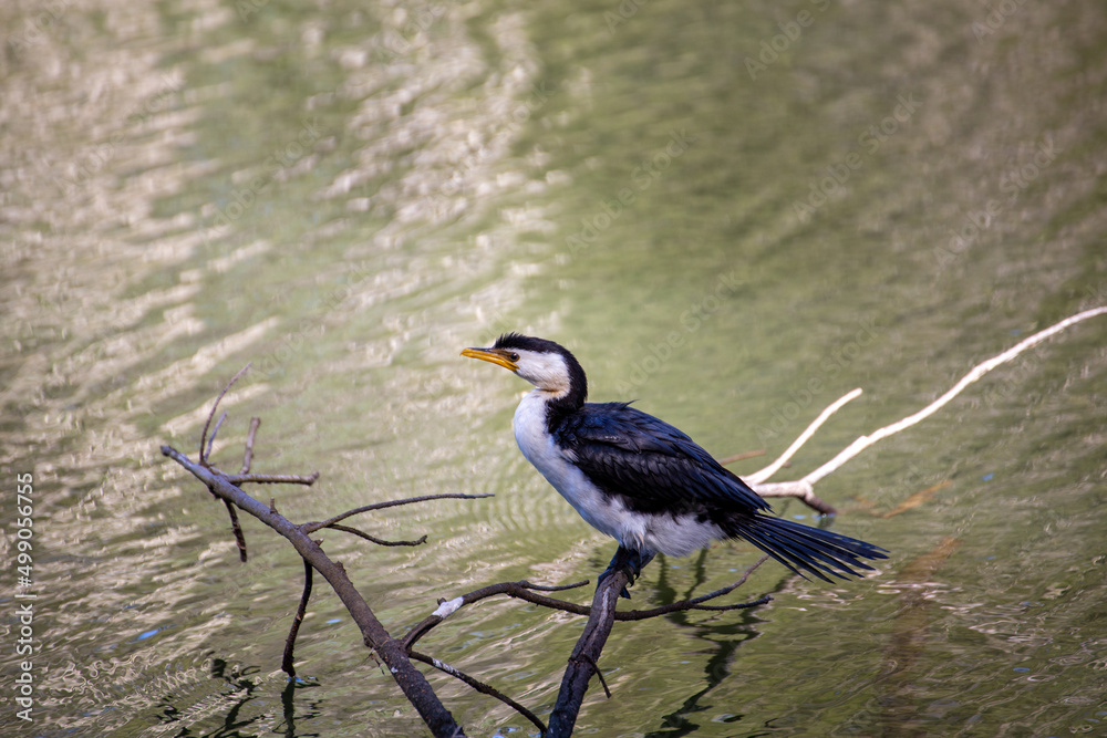 Pied Cormorant Resting Resting on Dead Tree Over Water Isolated Pied Cormorant Resting Resting on Dead Tree Over Water Isolated